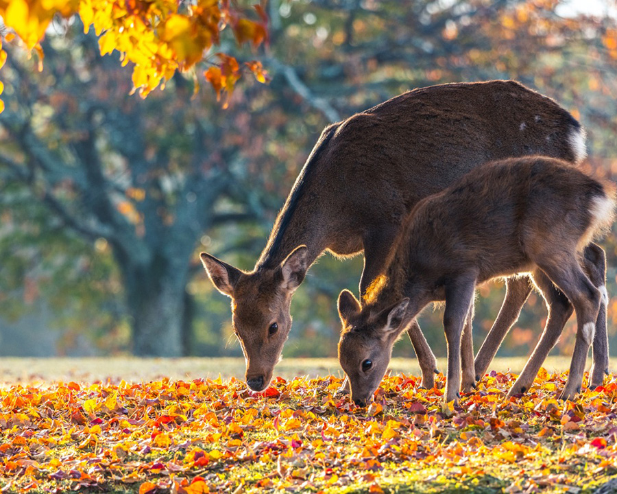 奈良公園（奈良）紅葉