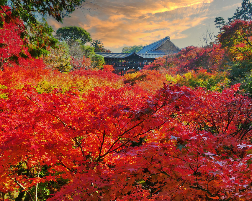 東福寺紅葉ライトアップ