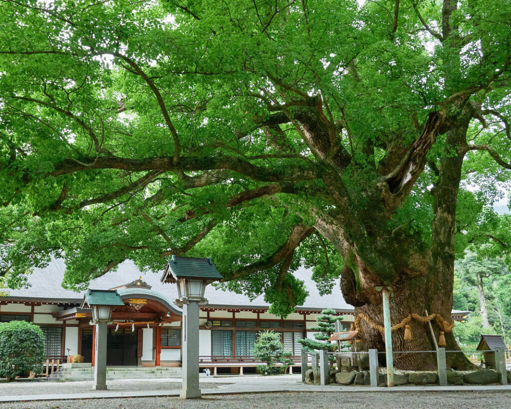 大麻比古神社(徳島)|樹齢千年のご神木が見守る“浄化の森”