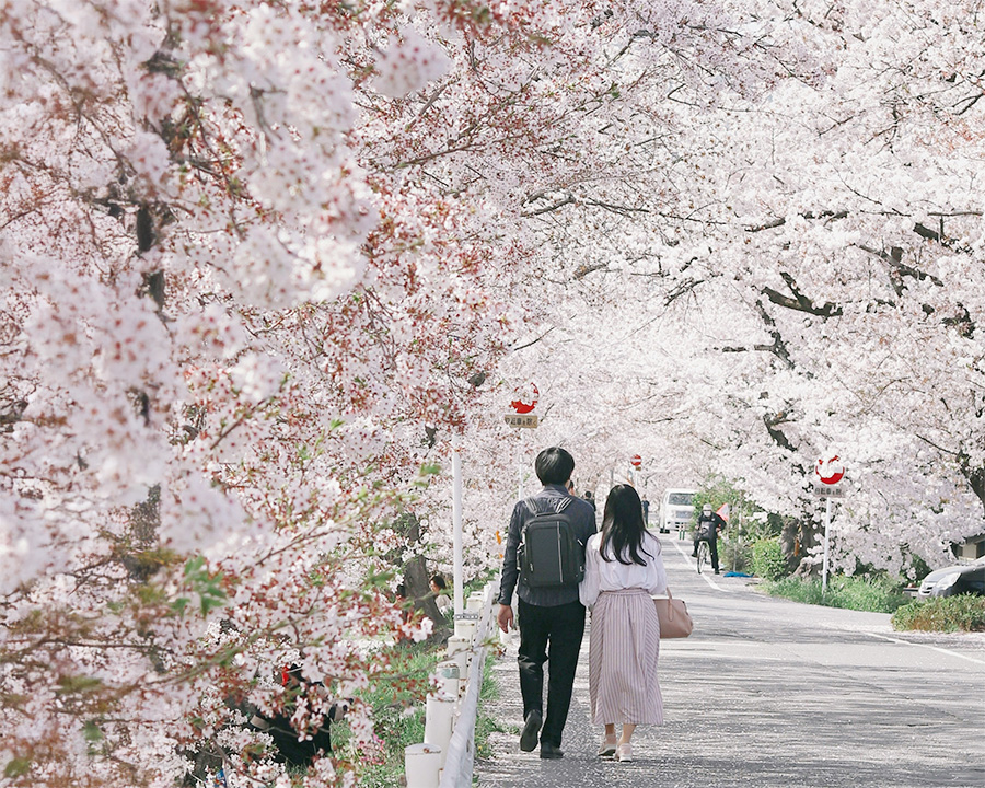春|桜とカフェを楽しむ京都・兵庫
