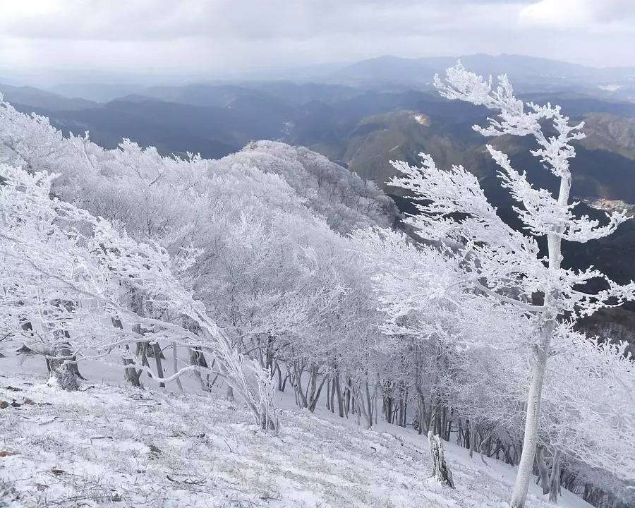 高見山(奈良・三重県境)|霧氷トンネルを抜ける関西のマッターホルン