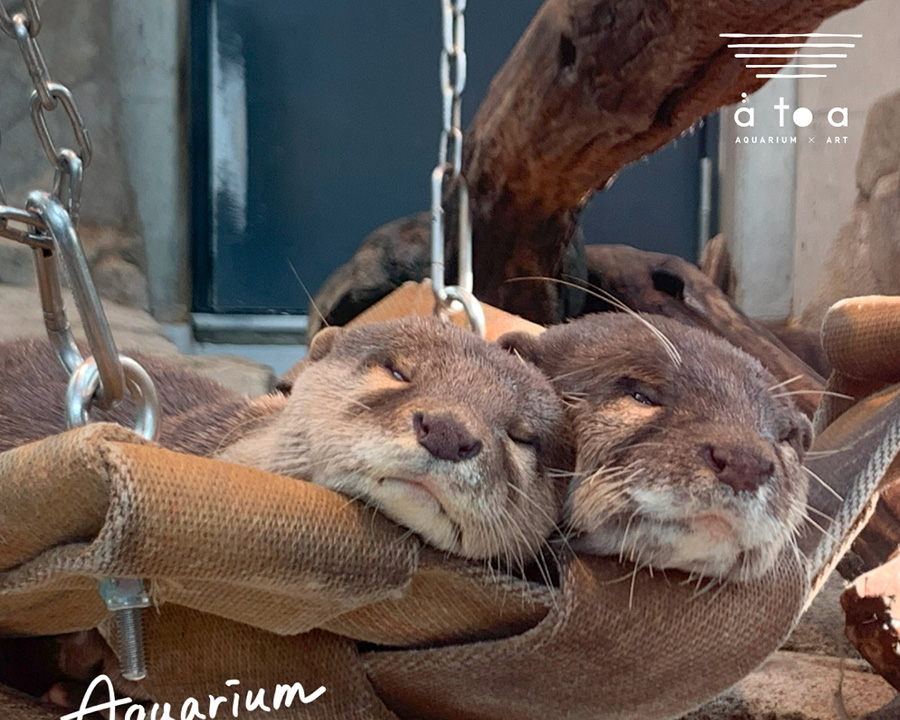 神戸「átoa（アトア）」：アート×水族館の融合