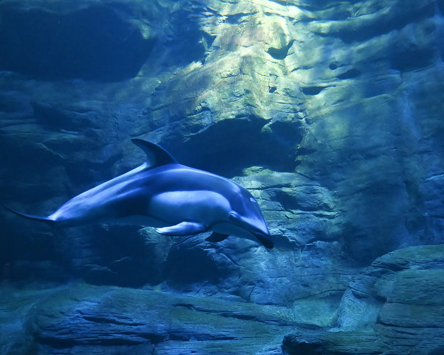 海遊館：夜のイルミネーション