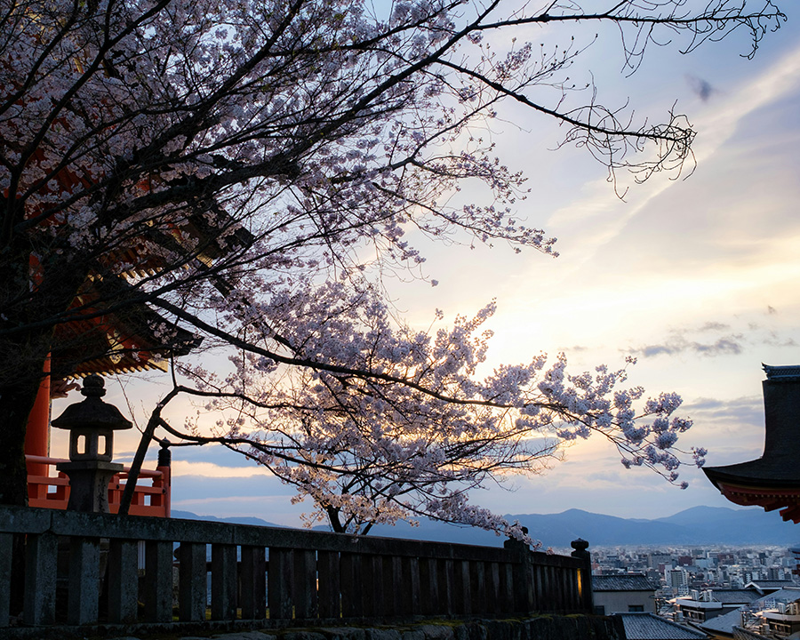 京都の夜桜ライトアップデート(紅葉シーズンにもおすすめ)