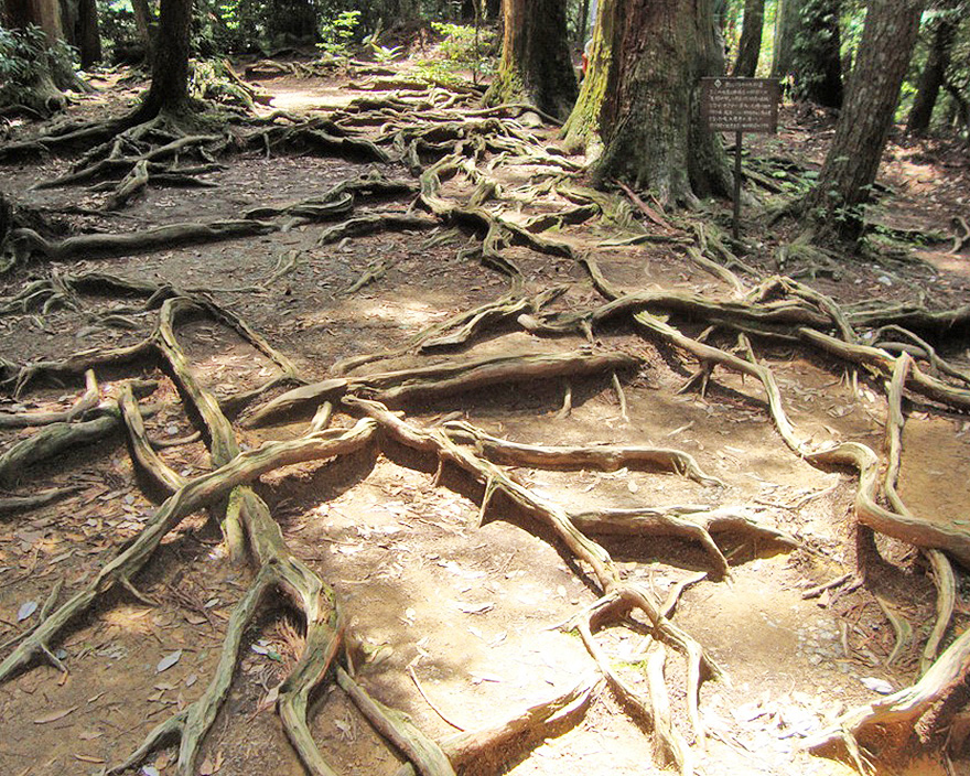木の根道 → 奥の院へ（神秘の森ハイキング）