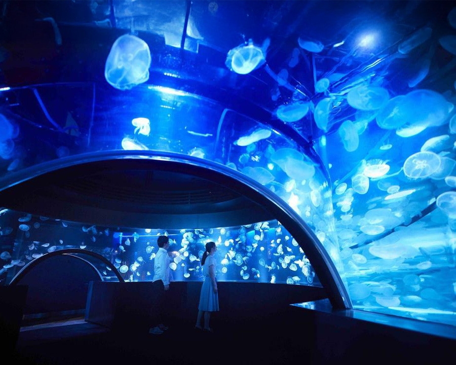 京都水族館：癒しのクラゲゾーンが人気