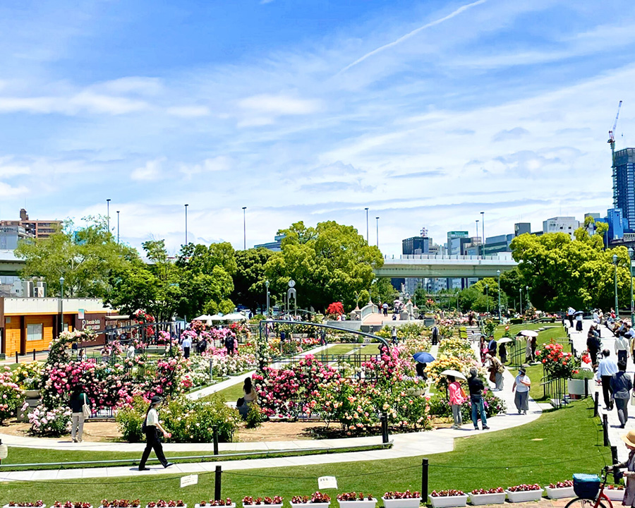 バラの香りに包まれる「中之島バラ園デート」