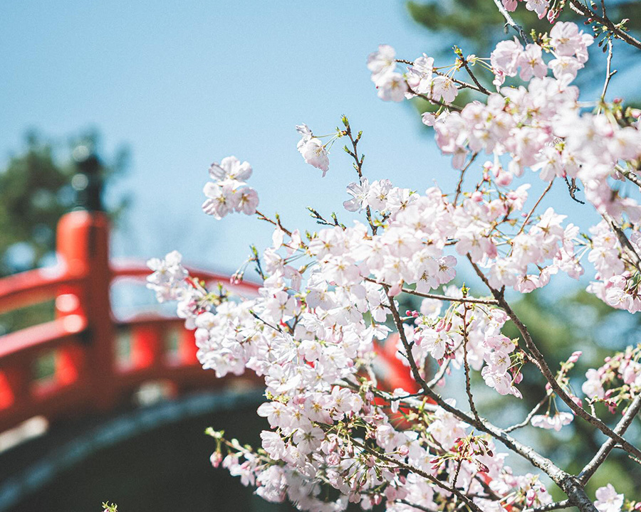 住吉大社|恋愛成就と夫婦円満のご利益で有名な神社