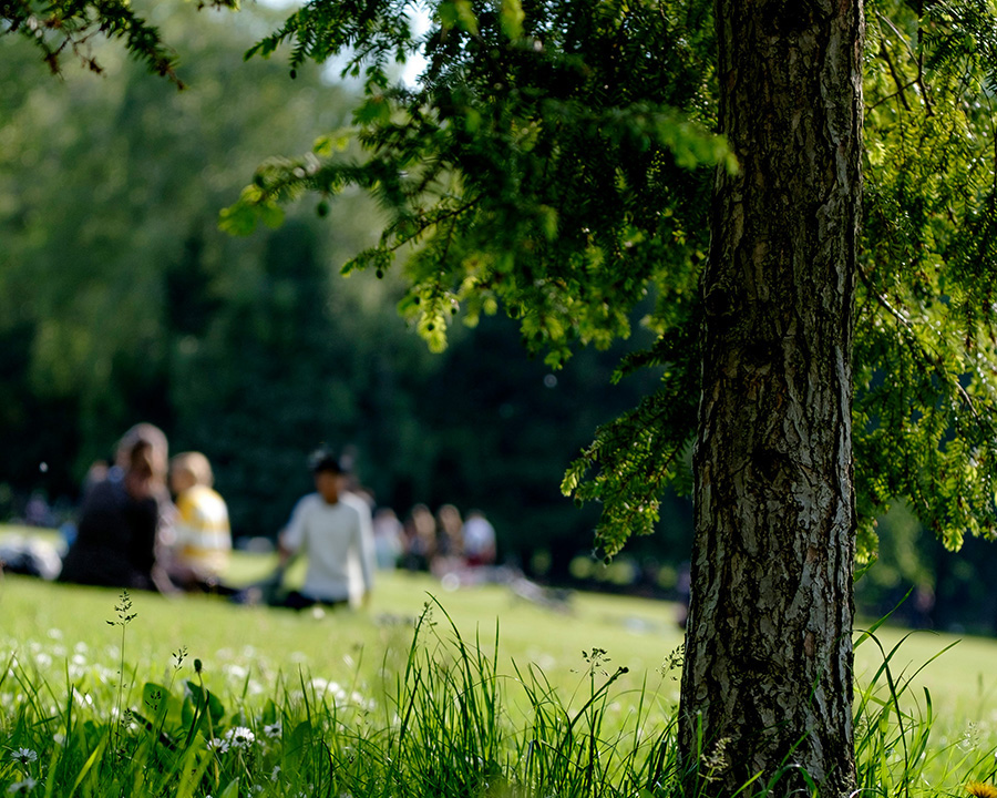 自然の中で過ごす「ピクニックランチ」