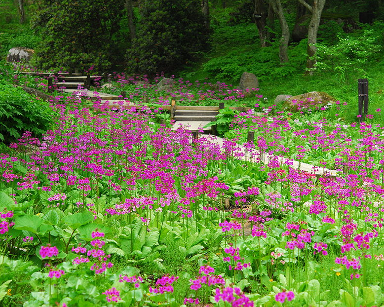 六甲高山植物園(季節の花と森を散策)