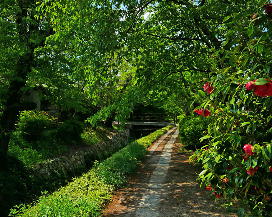 静かな時間を共有する「京都・哲学の道さんぽ」