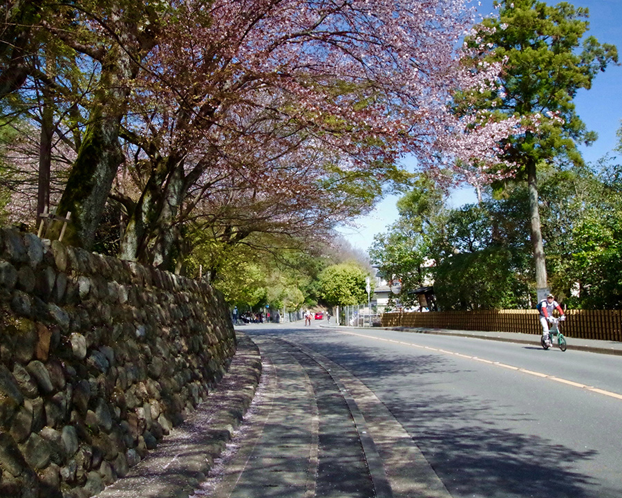 初めてでも安心、金閣寺観光の基本情報