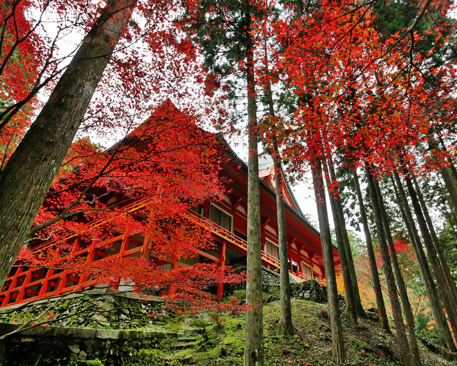 横川エリア集中プラン|半日でも可能プラン