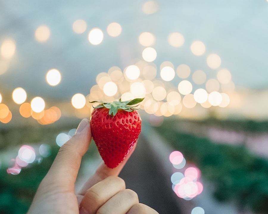 大人女子におすすめの奈良の体験：夜に楽しむ特別体験｜明日香村のいちご狩り（オノウエ農園）
