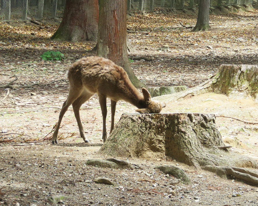 奈良若草山ハイキングに行ってきました：鹿がいっぱいいました