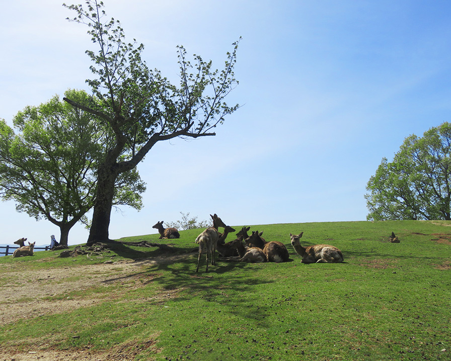奈良若草山ハイキングに行ってきました：頂上（三重目）で鹿もまったりしてましたよ