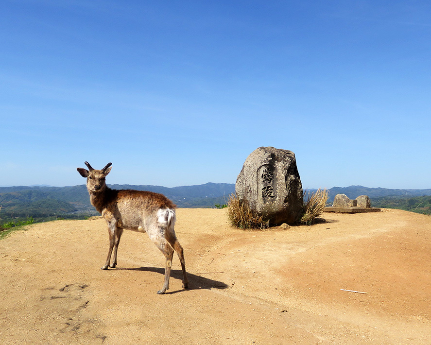 奈良若草山ハイキングに行ってきました：頂上にある鶯塚古墳＆鹿