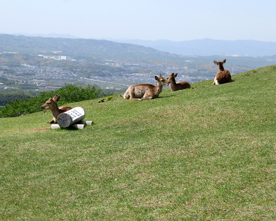 奈良若草山ハイキングに行ってきました
