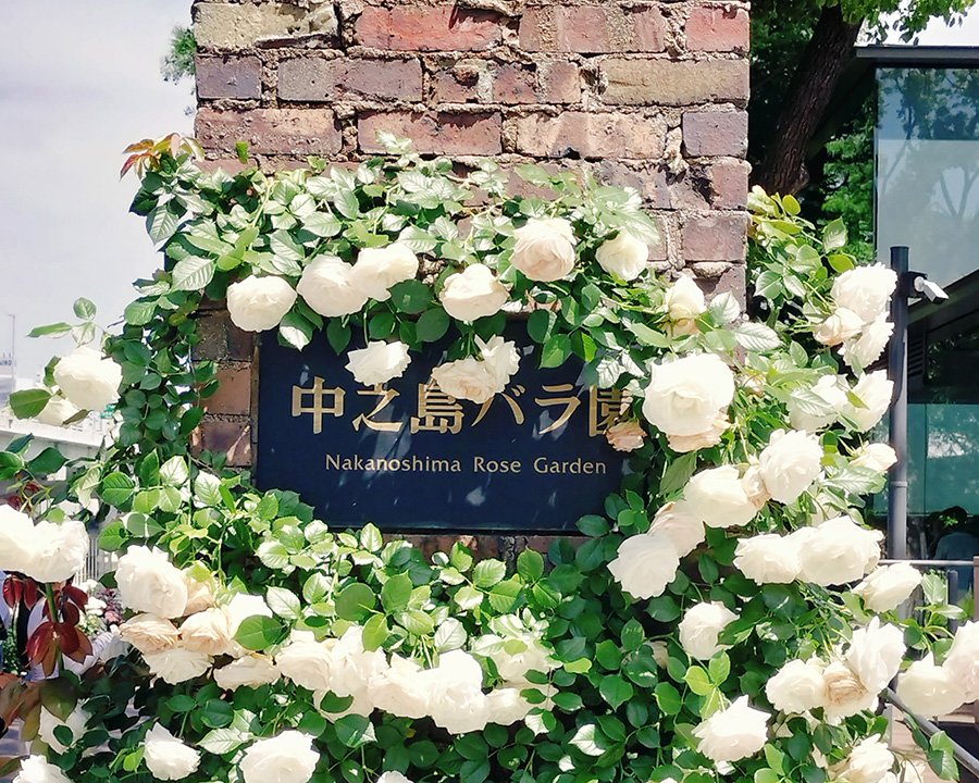 実際歩いた北浜から中之島バラ園と周辺散歩【40代娘＋70代母】