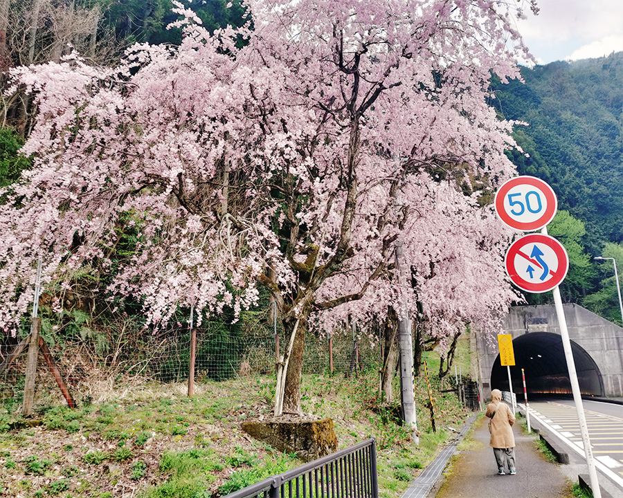 滋賀・長浜エリア一泊二日旅：景色を見ながらのんびり散策