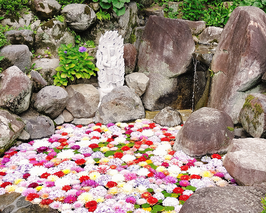 明日香村を電動自転車で巡った半日コース:岡寺の紫陽花が綺麗だった