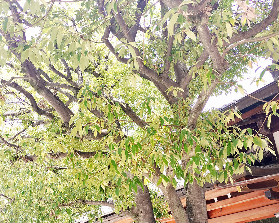 平野ってどんなところ？｜大阪市平野区で楽しむ歴史散歩